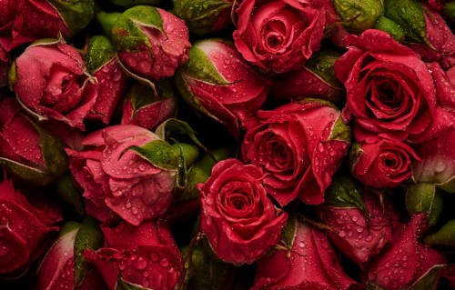 butony background fresh roses natural rozy krasnye fon red 1