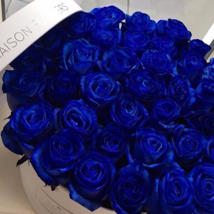 квіти сині троянди